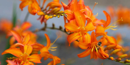 Picture of ORANGE LILIES III
