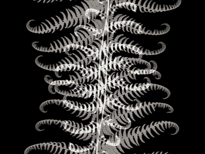Picture of FERNS I