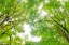 Picture of BIG LEAF MAPLE II