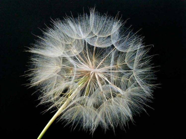 Picture of GOATS BEARD 2