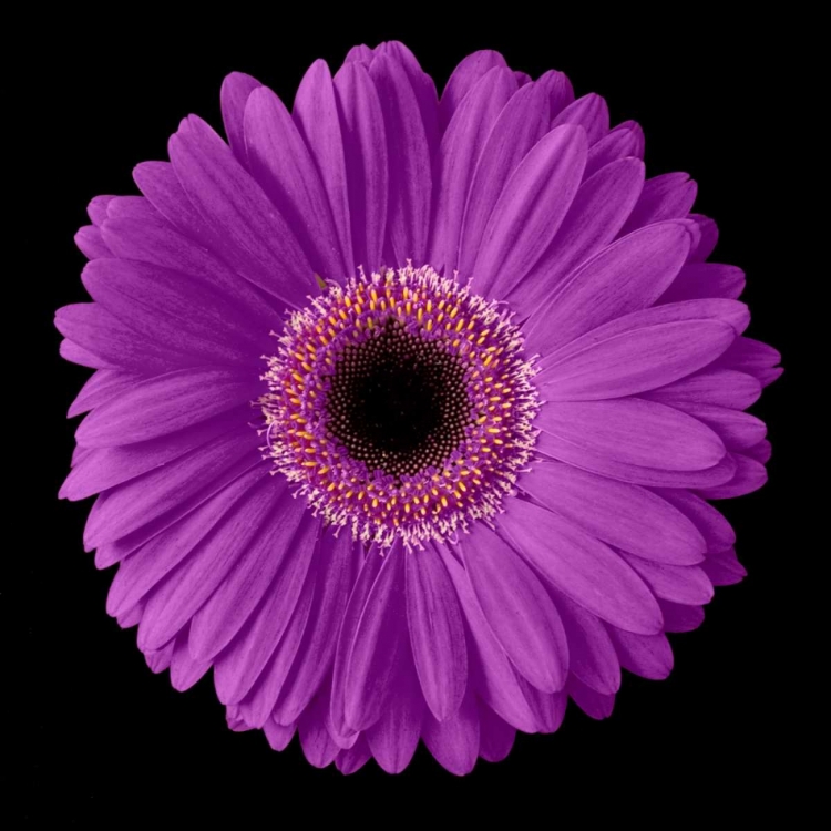 Picture of PURPLE GERBERA DAISY