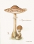 Picture of MUSHROOM I