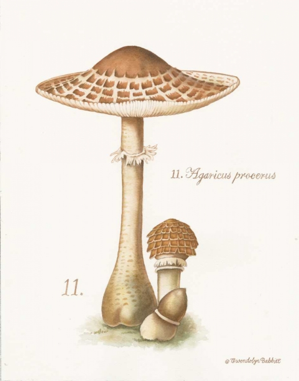 Picture of MUSHROOM I