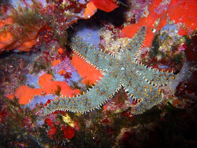Picture of UNDER-WATER-MATASTERIAS-GACIALIS
