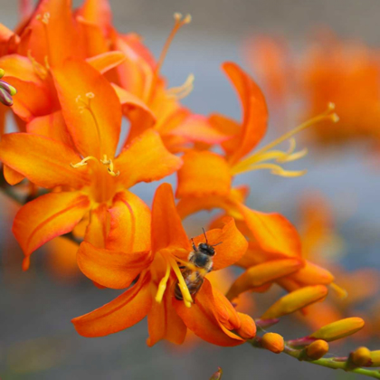 Picture of ORANGE LILIES II