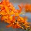 Picture of ORANGE LILIES II