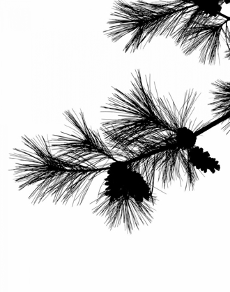 Picture of PINE SOLILOQUY I