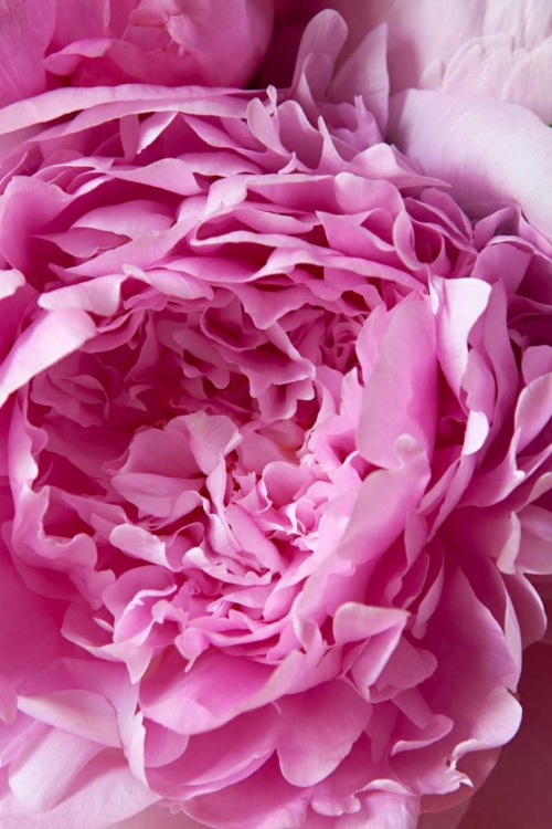 Picture of PEONY