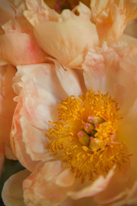 Picture of PEACH PEONIES I