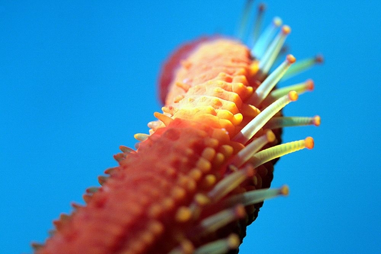 Picture of STARFISH-ARM-UNDER-WATER-PHOTO