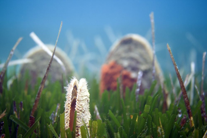 Picture of UNDER-WATER-PINNA-NOBILIS-I