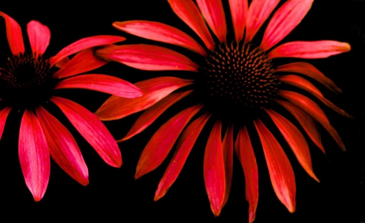 Picture of RED ECHINACEA