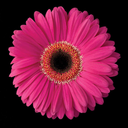 Picture of PINK GERBERA DAISY