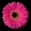 Picture of PINK GERBERA DAISY