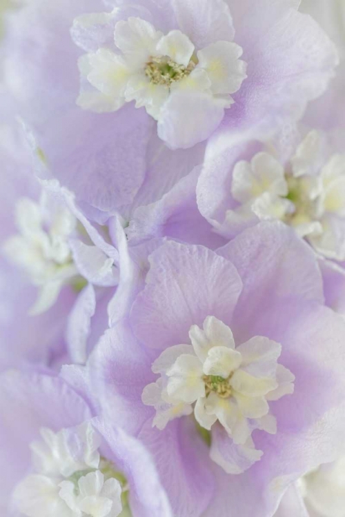 Picture of DELPHINIUM BLOSSOMS II