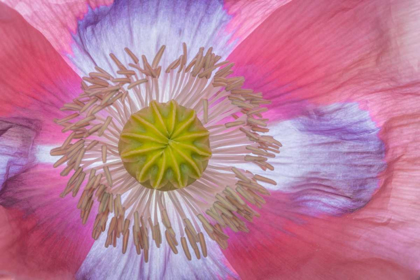 Picture of PINK POPPY II