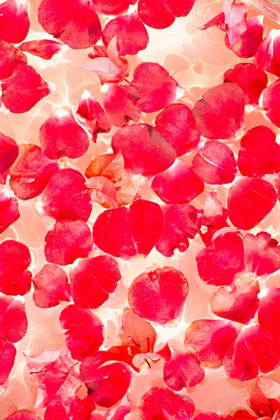 Picture of PINK PETALS ABSTRACT