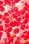 Picture of PINK PETALS ABSTRACT