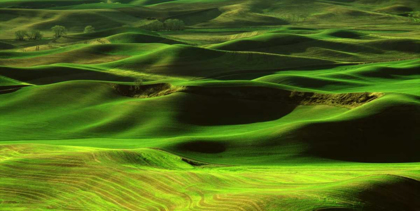 Picture of PALOUSE GREEN
