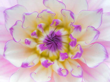 Picture of DAHLIA CLOSE UP III