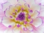 Picture of DAHLIA CLOSE UP III