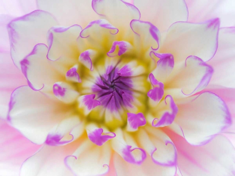 Picture of DAHLIA CLOSE UP III
