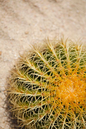 Picture of CACTUS