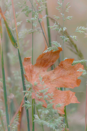 Picture of LEAF IN MEADOW II