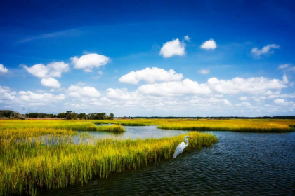 Picture of WETLAND HERONS II