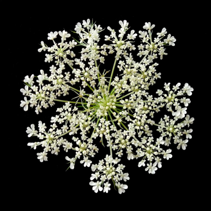Picture of QUEEN ANNES LACE II