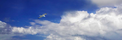 Picture of GULL ABOVE THE SEA II