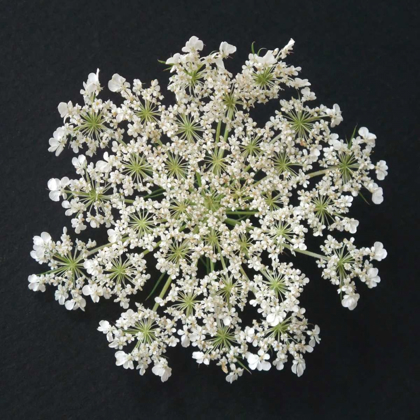 Picture of QUEEN ANNES LACE I
