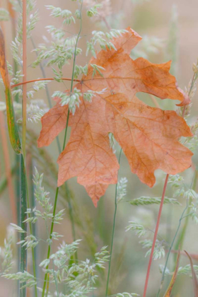 Picture of LEAF IN MEADOW