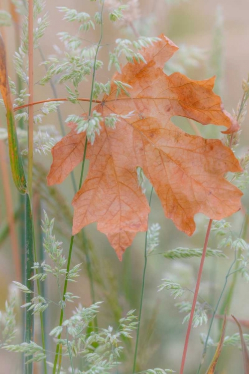 Picture of LEAF IN MEADOW