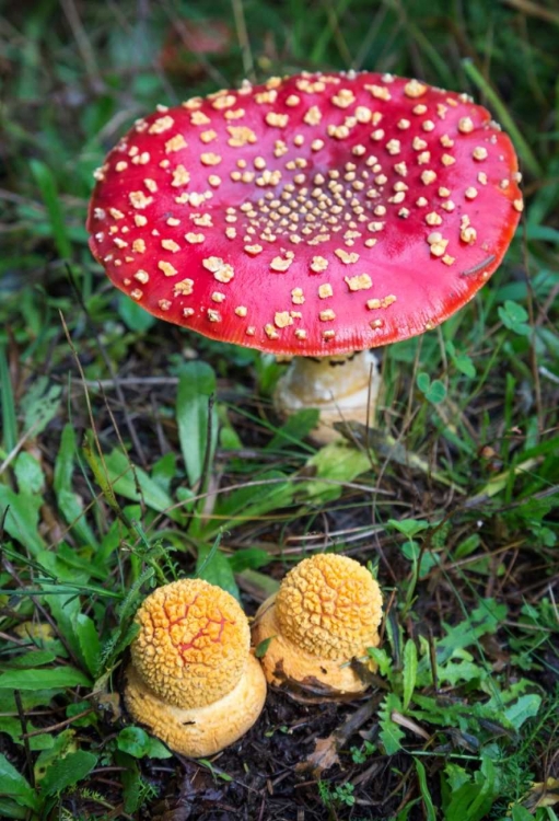 Picture of AMANITA MUSCARIA