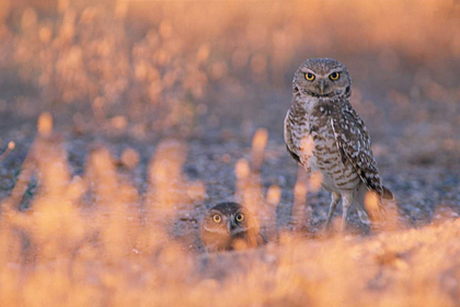 Picture of OWL EYES