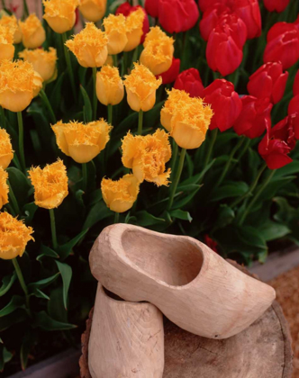 Picture of WOODEN SHOE TULIPS