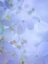 Picture of HYDRANGEA PANICULATA II