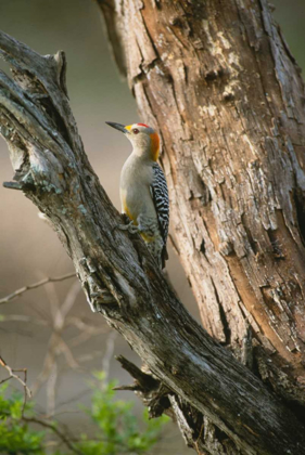 Picture of LADDER BACK WOODPECKER