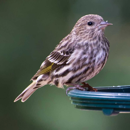 Picture of PINE SISKIN
