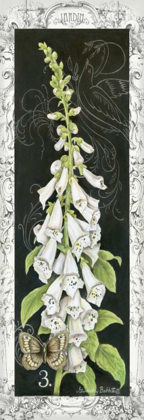 Picture of FOXGLOVE