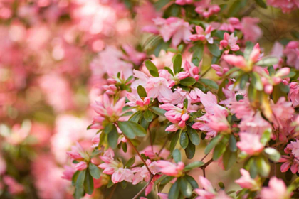 Picture of PINK RHODY III