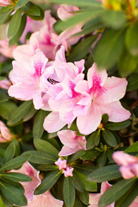 Picture of PINK RHODY I
