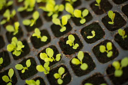 Picture of SEEDLINGS