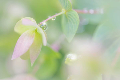 Picture of DEW COVERED OREGANO III