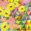Picture of GEO TRIANGLE DOTS