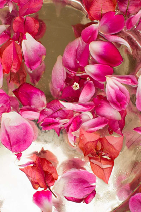 Picture of PINK PETALS ABSTRACT II