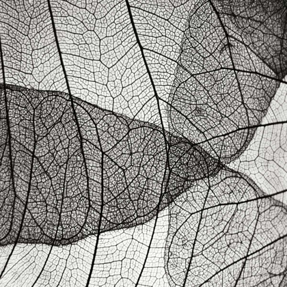 Picture of LEAF DESIGNS IV BW