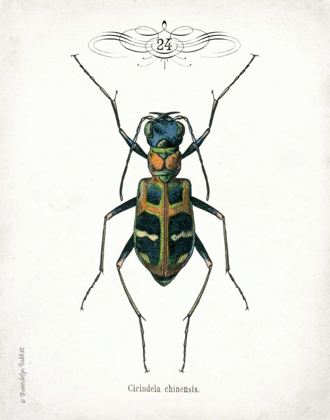 Picture of BEETLE I