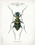 Picture of BEETLE I